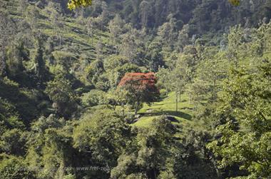 Nilgiri-Blue-Mountain-Train, Mettupalayam - Coonoor_DSC5416_H600